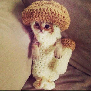 Meet your Posher, Abby